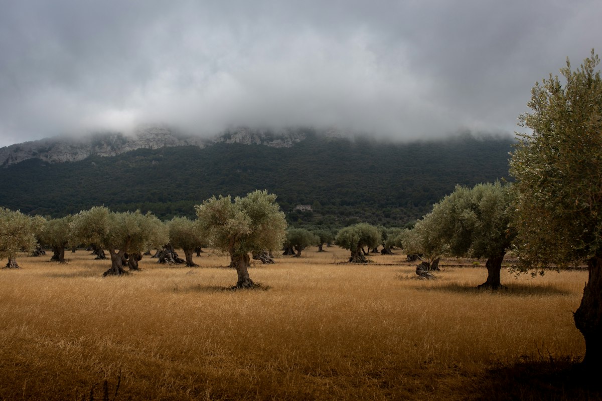 Olivos en una finca rústica de Valladolid